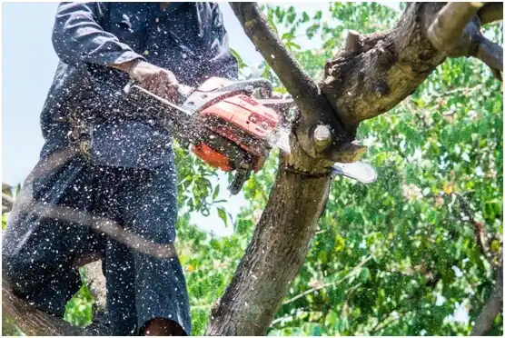 tree services Pleasant Grove